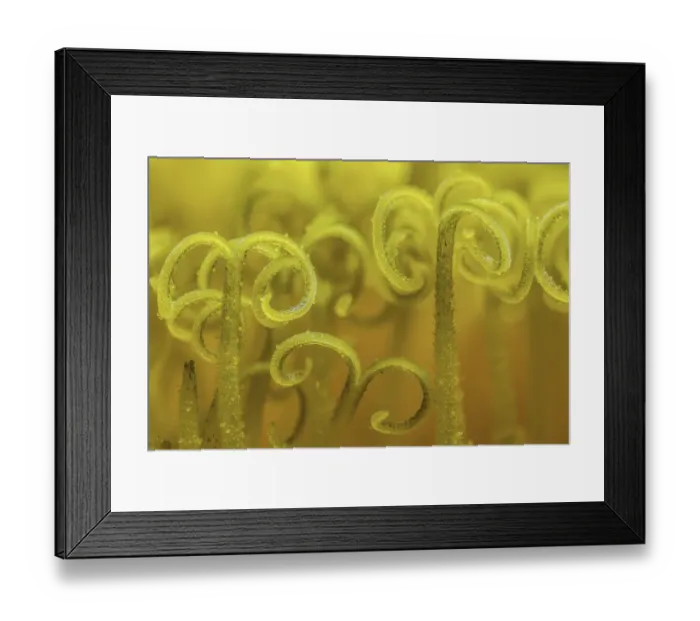 Framed Print : Dandelion (Taraxacum officinale) stigma open to receive pollen for fertilization Framed Print : Dandelion (Taraxacum officinale) stigma open to receive pollen for fertilization