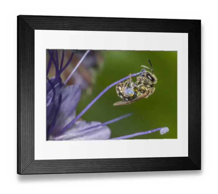 Framed Print : Smeathmans Furrow Bee (Lasioglossum smeathmanellum) harvesting Lacy phacelia Framed Print : Smeathmans Furrow Bee (Lasioglossum smeathmanellum) harvesting Lacy phacelia