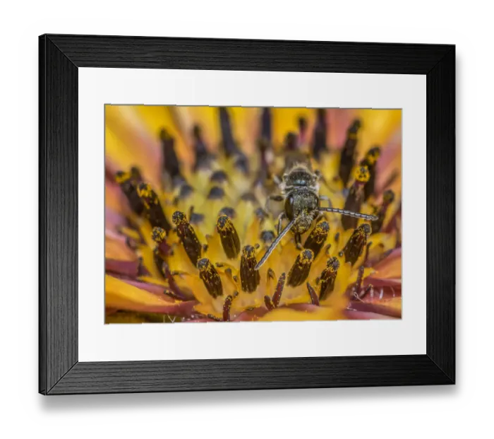 Framed Print : Smeathmans furrow bee (Lasioglossum smeathmanellum Framed Print : Smeathmans furrow bee (Lasioglossum smeathmanellum