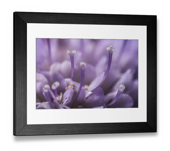 Framed Print : Small scabious (Scabiosa columbaria) with three tiny (1mm) Thrips (Order Thysanoptera Framed Print : Small scabious (Scabiosa columbaria) with three tiny (1mm) Thrips (Order Thysanoptera