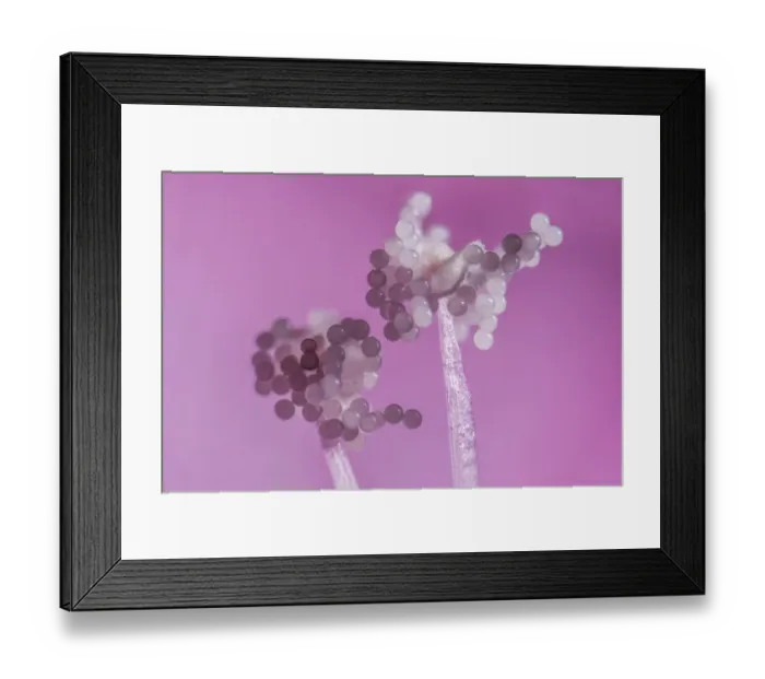 Framed Print : Hollyhock (Alcea rosea), pollen grains on anthers, aprox 12x magnification, Monmouthshire Framed Print : Hollyhock (Alcea rosea), pollen grains on anthers, aprox 12x magnification, Monmouthshire