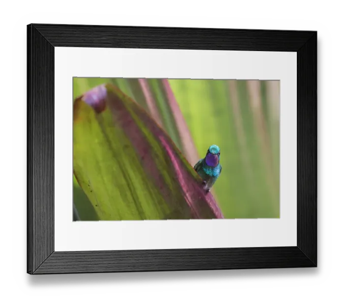Framed Print : Purple-throated mountain gem (Lampornis calolaemus) Volcano Poas, Costa Rica Framed Print : Purple-throated mountain gem (Lampornis calolaemus) Volcano Poas, Costa Rica