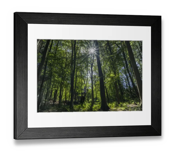 Framed Print : Deciduous forest with sunlight shining through trees, Monmouthshire, Wales, UK. September Framed Print : Deciduous forest with sunlight shining through trees, Monmouthshire, Wales, UK. September