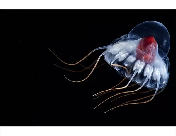 Deep sea jellyfish (Periphylla periphylla) juvenile, Trondheimsfjord, Norway