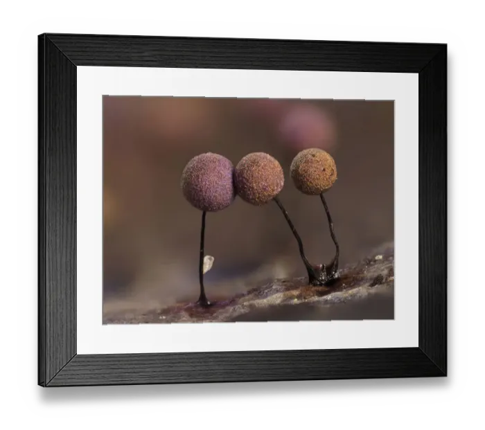 Framed Print : Slime mould (Lamproderma scintillans) close up of sporangia growing on a Holly leaf