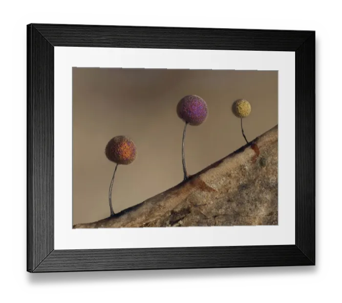 Framed Print : Slime mould (Lamproderma scintillans), super close up of sporangia growing along the edge Framed Print : Slime mould (Lamproderma scintillans), super close up of sporangia growing along the edge
