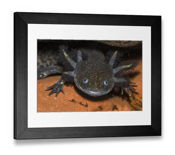 Framed Print : Axolotl (Ambystoma mexicanum) captive, occurs in Mexico Framed Print : Axolotl (Ambystoma mexicanum) captive, occurs in Mexico