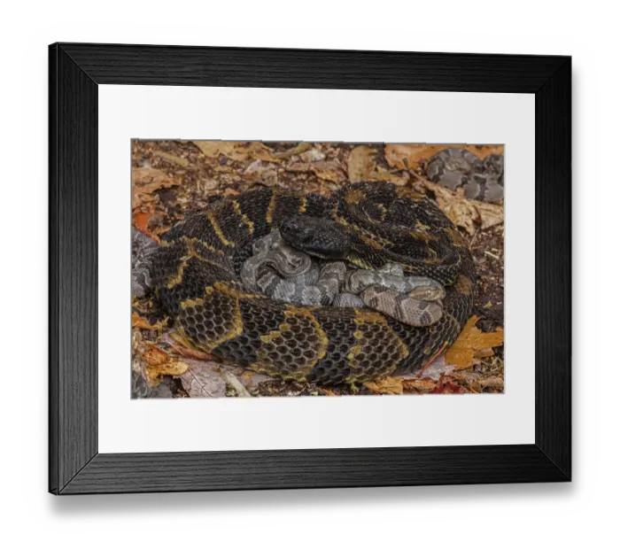 Framed Print : Timber rattlesnake (Crotalus horridus) female with newborn young, Pennsylvania, USA Framed Print : Timber rattlesnake (Crotalus horridus) female with newborn young, Pennsylvania, USA