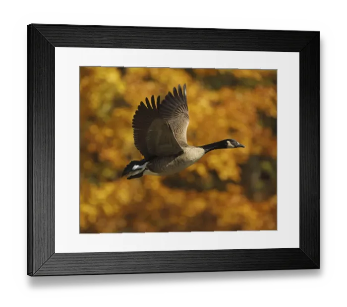 Framed Print : Canada goose (Branta canadensis) in flight in autumn, Maryland, USA. October