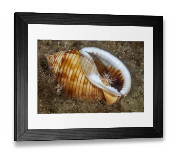 Framed Print : Sea anemone (Calliactis parasitica) usually associated with hermit crabs Framed Print : Sea anemone (Calliactis parasitica) usually associated with hermit crabs