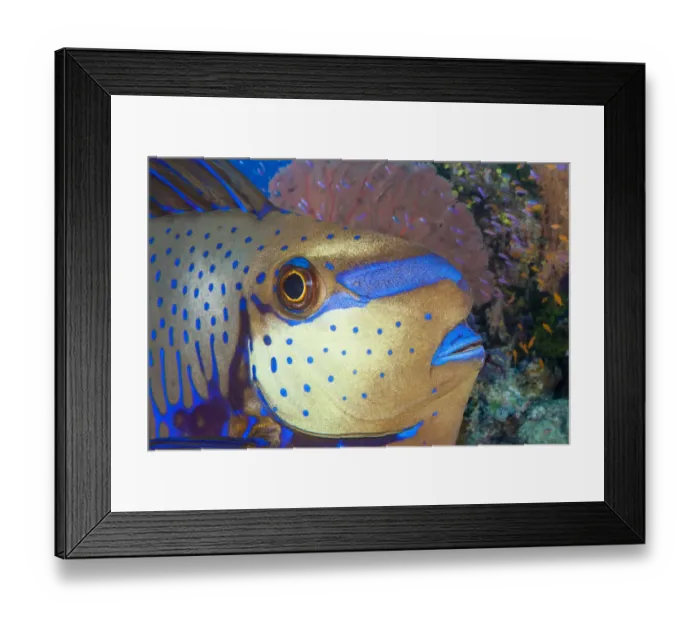 Framed Print : Bignose unicornfish (Naso vlamingii) on reef, Fiji Framed Print : Bignose unicornfish (Naso vlamingii) on reef, Fiji