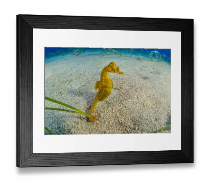 Framed Print : Short-snouted seahorse (Hippocampus hippocampus) male, Ponza Island, Italy