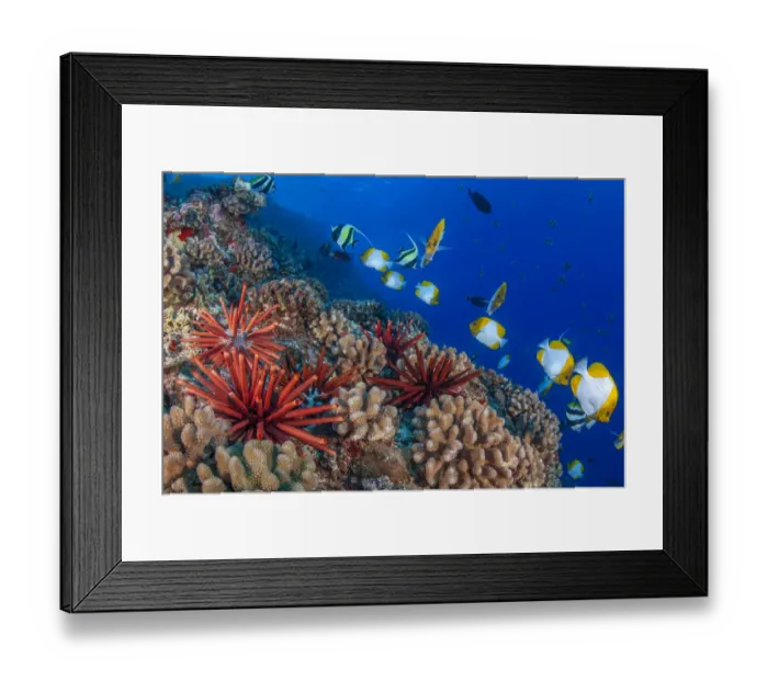 Framed Print : Slate pencil sea urchins (Heterocentrotus mammillatus) on coral reef with Pyramid Framed Print : Slate pencil sea urchins (Heterocentrotus mammillatus) on coral reef with Pyramid