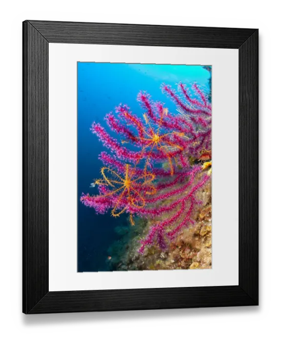 Framed Print : Crinoid or feather star (Antedon mediterranea) on Violescent sea whip or Red sea fan Framed Print : Crinoid or feather star (Antedon mediterranea) on Violescent sea whip or Red sea fan