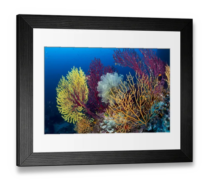 Framed Print : Red sea fan (Paramuricea clavata) with gorgonian corals and Light-bulb sea squirt Framed Print : Red sea fan (Paramuricea clavata) with gorgonian corals and Light-bulb sea squirt