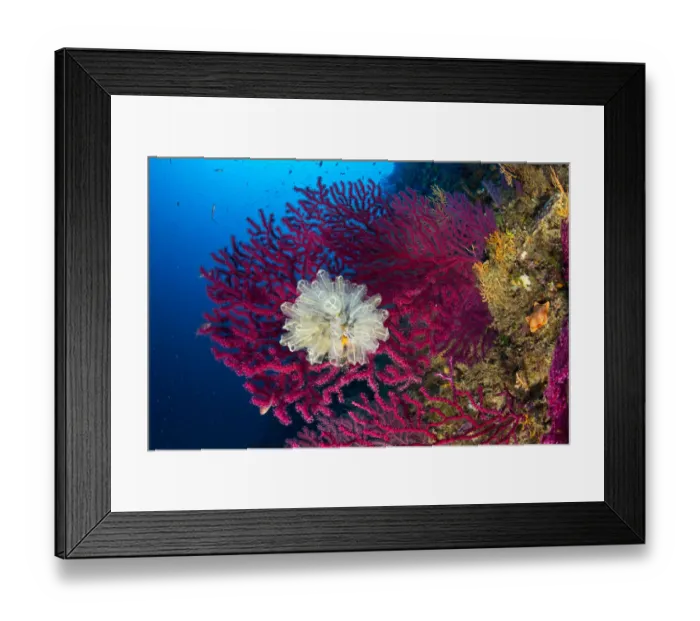Framed Print : Seafan / Red gorgonian (Paramuricea clavata) and Light-bulb sea squirt Framed Print : Seafan / Red gorgonian (Paramuricea clavata) and Light-bulb sea squirt