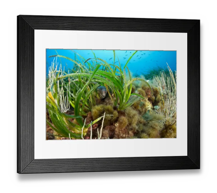 Framed Print : Morey eel (Muraena helena) in seagrass meadow (Posidonia oceanica) Punta Carena Framed Print : Morey eel (Muraena helena) in seagrass meadow (Posidonia oceanica) Punta Carena