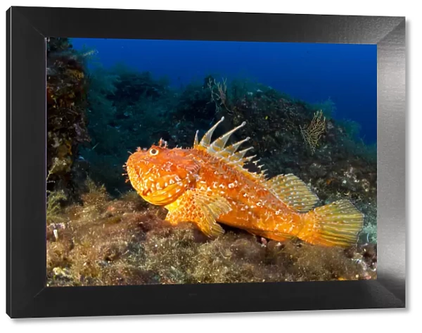 Great rockfish (Scorpaena scrofa) Vervece Rock, Punta Campanella Marine Protected Area