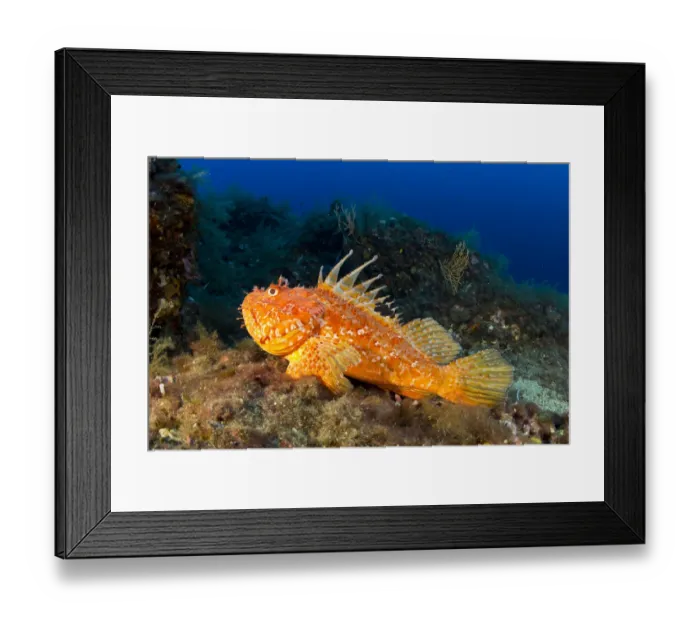 Framed Print : Great rockfish (Scorpaena scrofa) Vervece Rock, Punta Campanella Marine Protected Area Framed Print : Great rockfish (Scorpaena scrofa) Vervece Rock, Punta Campanella Marine Protected Area