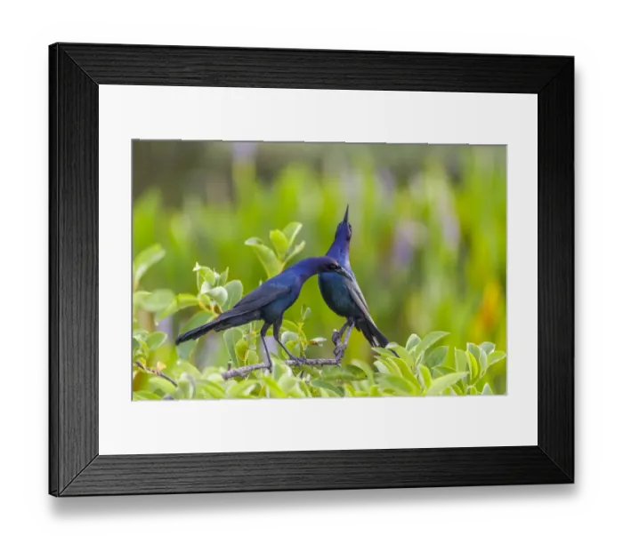 Framed Print : Boat-tailed grackle pair (Quiscalus major) in courtship display Framed Print : Boat-tailed grackle pair (Quiscalus major) in courtship display