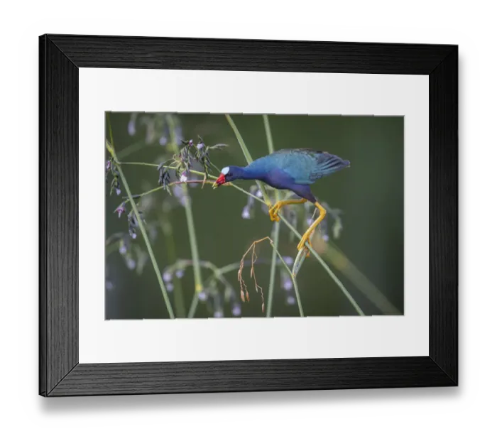 Framed Print : Purple gallinule (Porphyrio martinicus) reaches for Giant bulrush seeds Framed Print : Purple gallinule (Porphyrio martinicus) reaches for Giant bulrush seeds