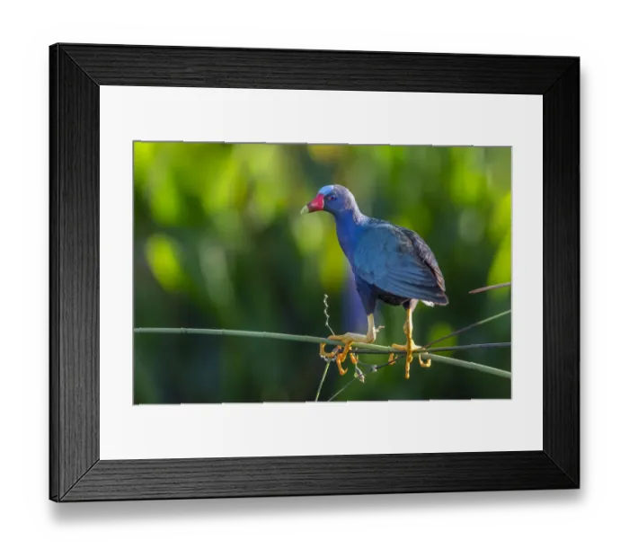 Framed Print : Purple gallinule (Porphyrio martinicus) and giant bulrush (Schoenoplectis californicus) Framed Print : Purple gallinule (Porphyrio martinicus) and giant bulrush (Schoenoplectis californicus)