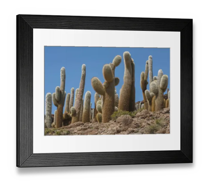 Framed Print : Giant Cordon cacti (Echinopsis atacamensis) on Incahuasi Island in Salar de Uyuni salt
