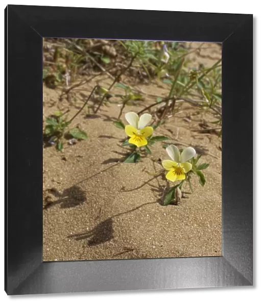 Dune pansies  /  Seaside pansies (Viola tricolor curtisii) flowering on coastal sand dunes