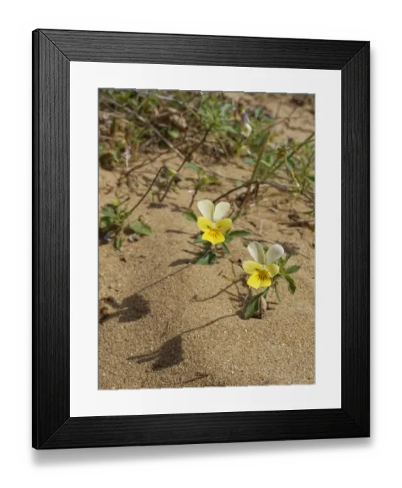 Framed Print : Dune pansies / Seaside pansies (Viola tricolor curtisii) flowering on coastal sand dunes Framed Print : Dune pansies / Seaside pansies (Viola tricolor curtisii) flowering on coastal sand dunes