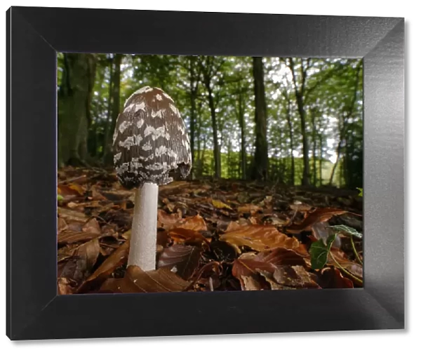 Magpie inkcap (Coprinopsis  /  Coprinus picacea) among leaf litter in dense beech woodland