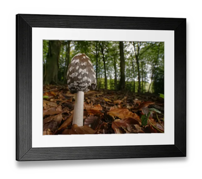 Framed Print : Magpie inkcap (Coprinopsis / Coprinus picacea) among leaf litter in dense beech woodland Framed Print : Magpie inkcap (Coprinopsis / Coprinus picacea) among leaf litter in dense beech woodland