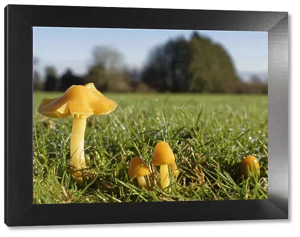 Parrot waxcap (Hygrocybe psittacina) clump growing on a golf course, Box, Wiltshire, UK