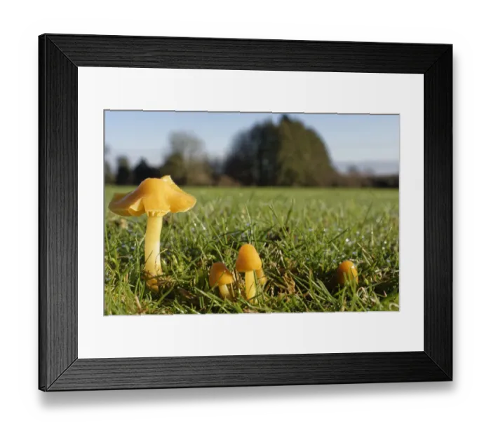 Framed Print : Parrot waxcap (Hygrocybe psittacina) clump growing on a golf course, Box, Wiltshire, UK Framed Print : Parrot waxcap (Hygrocybe psittacina) clump growing on a golf course, Box, Wiltshire, UK