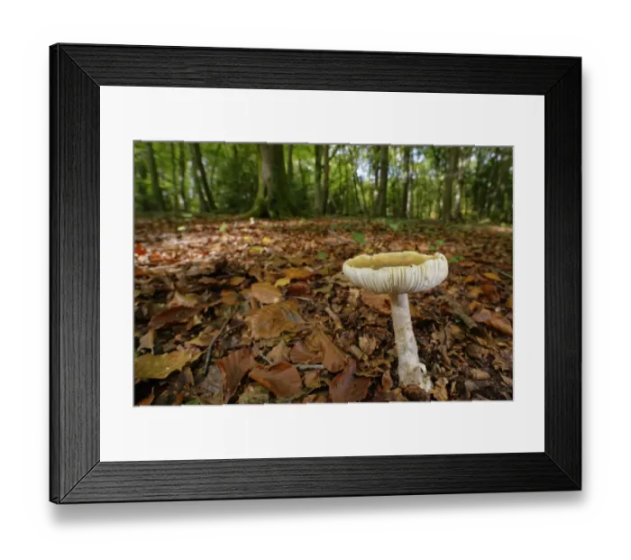 Framed Print : Death cap (Amanita phalloides) mushroom among leaf litter in dense beech woodland Framed Print : Death cap (Amanita phalloides) mushroom among leaf litter in dense beech woodland