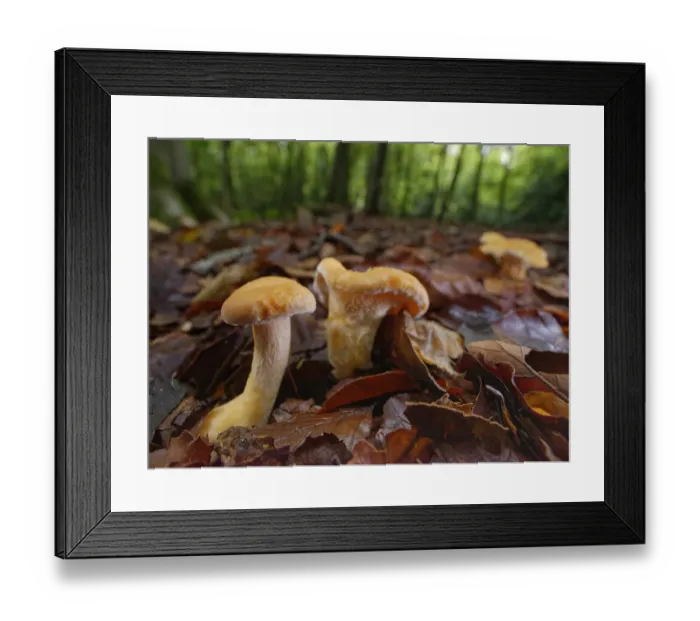 Framed Print : Wood hedgehog (Hydnum repandum) edible mushrooms among leaf litter in dense beech Framed Print : Wood hedgehog (Hydnum repandum) edible mushrooms among leaf litter in dense beech