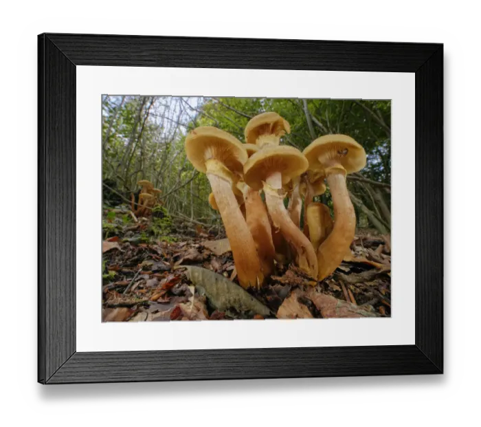 Framed Print : Honey fungus (Armillaria mellea) clumps in deciduous woodland, Buckholt Wood NNR Framed Print : Honey fungus (Armillaria mellea) clumps in deciduous woodland, Buckholt Wood NNR