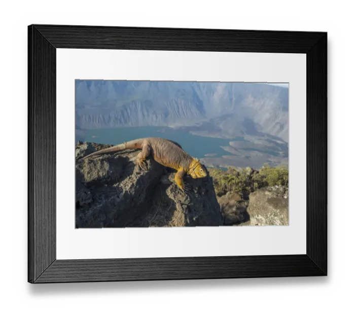 Framed Print : Galapagos land iguana (Conolophus subcristatus) near the summit of Volcan La Cumbre Framed Print : Galapagos land iguana (Conolophus subcristatus) near the summit of Volcan La Cumbre