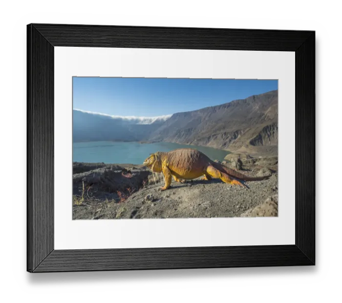 Framed Print : Galapagos land iguana (Conolophus subcristatus) and volcanic landscape, Caldera floor Framed Print : Galapagos land iguana (Conolophus subcristatus) and volcanic landscape, Caldera floor