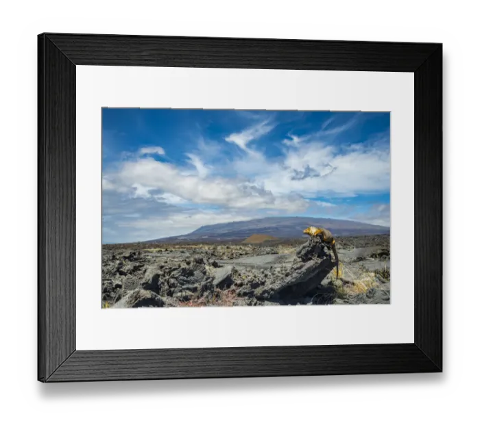 Framed Print : Galapagos land iguana (Conolophus subcristatus) Cape Douglas, Fernandina Island Framed Print : Galapagos land iguana (Conolophus subcristatus) Cape Douglas, Fernandina Island