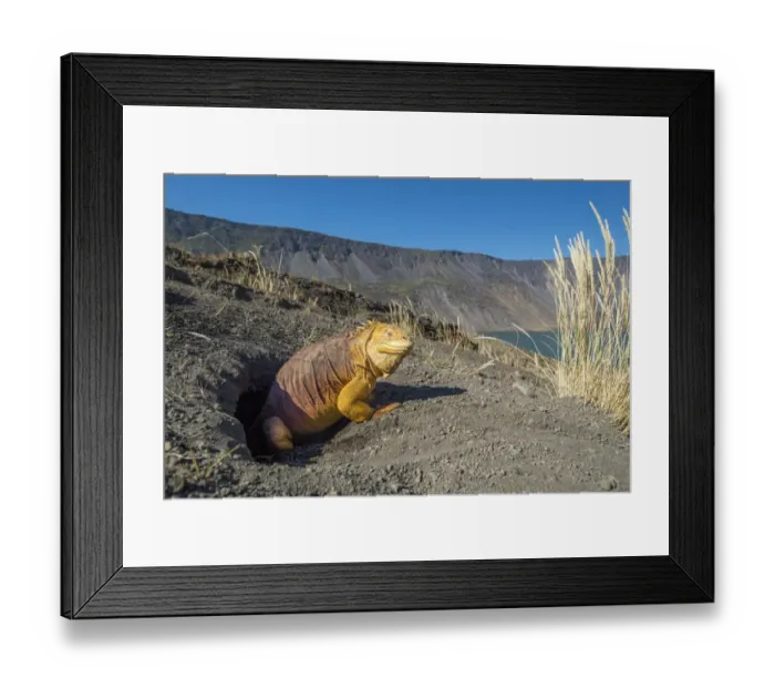 Framed Print : Galapagos land iguana (Conolophus subcristatus) at burrow, Caldera floor Framed Print : Galapagos land iguana (Conolophus subcristatus) at burrow, Caldera floor