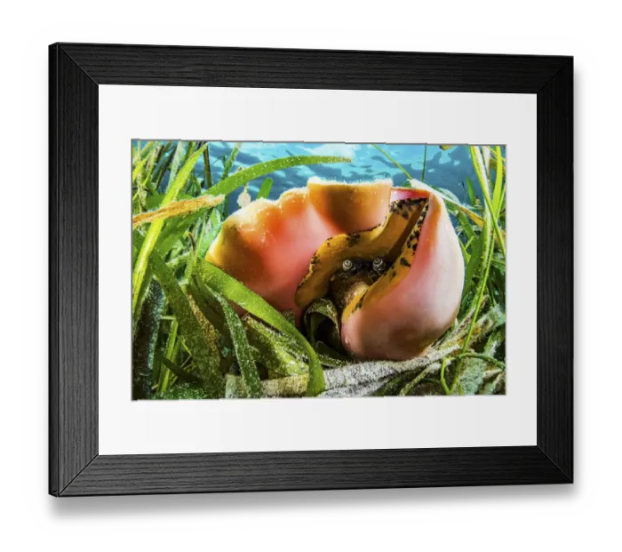 Framed Print : Queen conch (Aliger gigas) in a seagrass (Thalassia testudinum) meadow, Bahamas Framed Print : Queen conch (Aliger gigas) in a seagrass (Thalassia testudinum) meadow, Bahamas