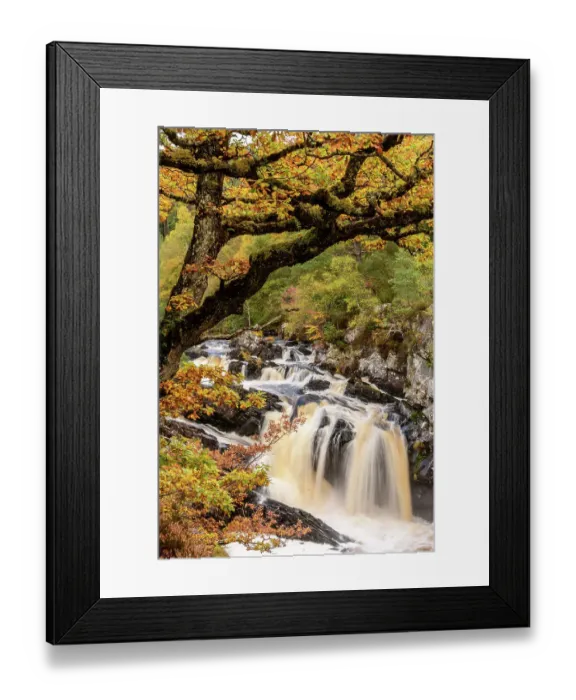 Framed Print : RF - Rogie Falls and autumn woodland with Common oak or Pedunculate oak (Quercus robur). Caledonian forest, Reilig Glen, Scottish Highlands. Scotland. October. (This image may be licensed either as rights managed or royalty free.) Framed Print : RF - Rogie Falls and autumn woodland with Common oak or Pedunculate oak (Quercus robur). Caledonian forest, Reilig Glen, Scottish Highlands. Scotland. October. (This image may be licensed either as rights managed or royalty free.)