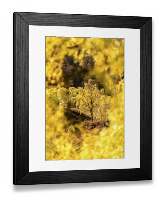 Framed Print : RF - Downy birch (Betula pubescens) changing to autumn colours