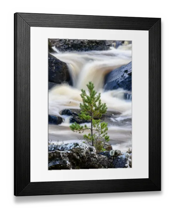 Framed Print : Scots pine sapling (Pinus sylvestris) growing on rocky island Framed Print : Scots pine sapling (Pinus sylvestris) growing on rocky island