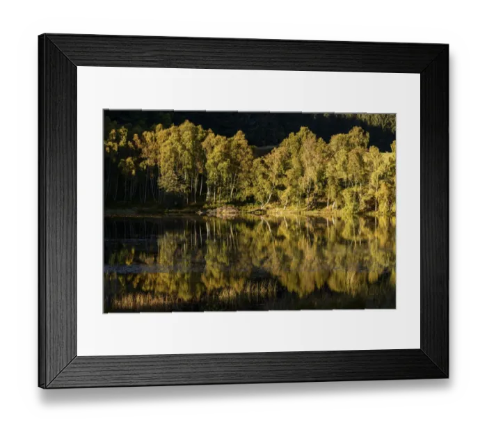 Framed Print : Downy birch (Betula pubescens) and Silver birch (Betula pendula) and reflections Framed Print : Downy birch (Betula pubescens) and Silver birch (Betula pendula) and reflections
