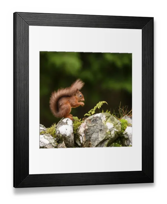 Framed Print : Red squirrel (Sciurus vulgaris) foraging on dry stone wall. Aigas Field Centre, Scottish Highlands. Scotland. October Framed Print : Red squirrel (Sciurus vulgaris) foraging on dry stone wall. Aigas Field Centre, Scottish Highlands. Scotland. October