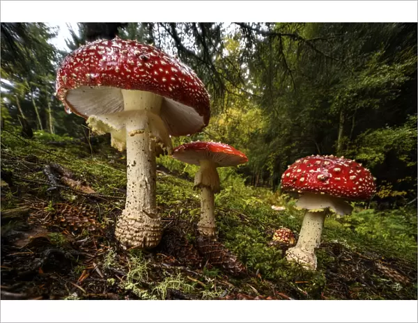 Cluster of Fly agaric mushrooms  /  fungi (Amanita muscaria