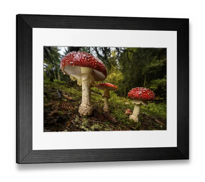 Framed Print : Cluster of Fly agaric mushrooms / fungi (Amanita muscaria Framed Print : Cluster of Fly agaric mushrooms / fungi (Amanita muscaria