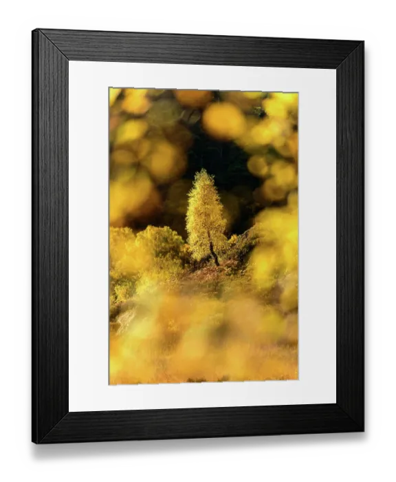 Framed Print : Downy birch (Betula pubescens) changing to autumn colours. Caledonian pine forest, Glen Strathfarrar, Scottish Highlands. Scotland. October Framed Print : Downy birch (Betula pubescens) changing to autumn colours. Caledonian pine forest, Glen Strathfarrar, Scottish Highlands. Scotland. October