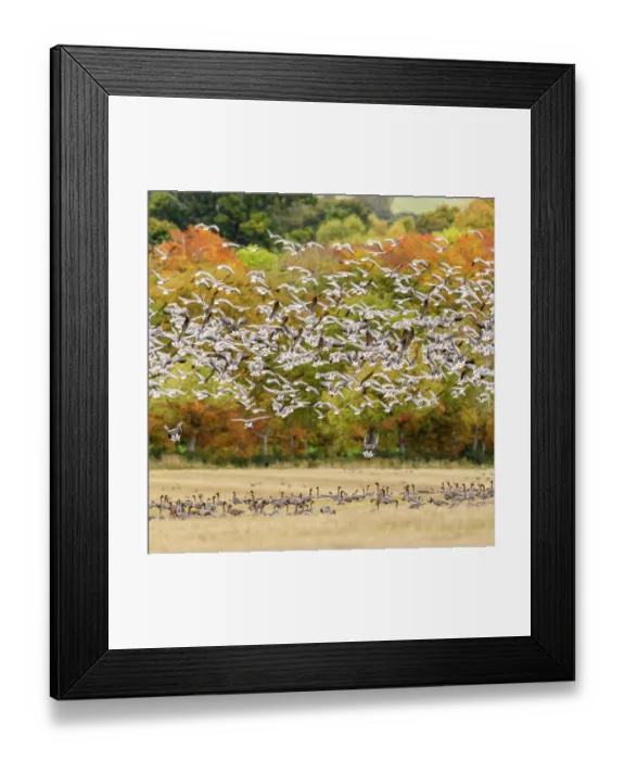 Framed Print : Pink footed geese (Anser brachyrhynchus) flock taking flight, near Udale Bay, Black Isle, Scotland, UK, October Framed Print : Pink footed geese (Anser brachyrhynchus) flock taking flight, near Udale Bay, Black Isle, Scotland, UK, October